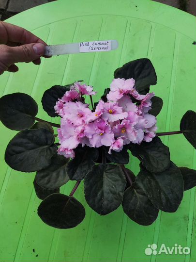 Сортовые фиалки