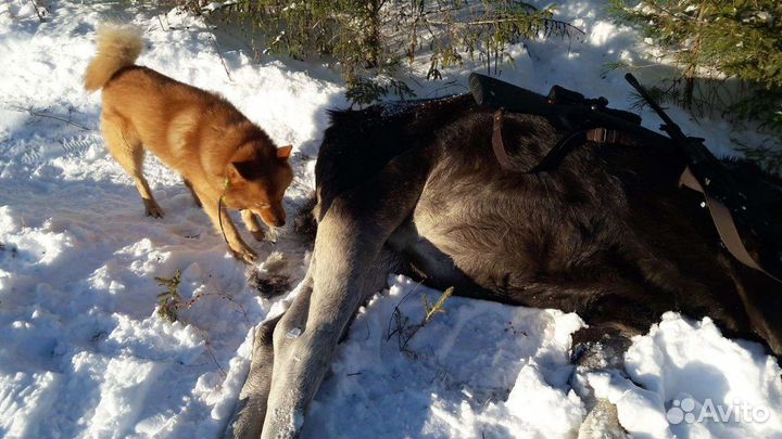 Вязка кабель-рабочий красавец 7 лет
