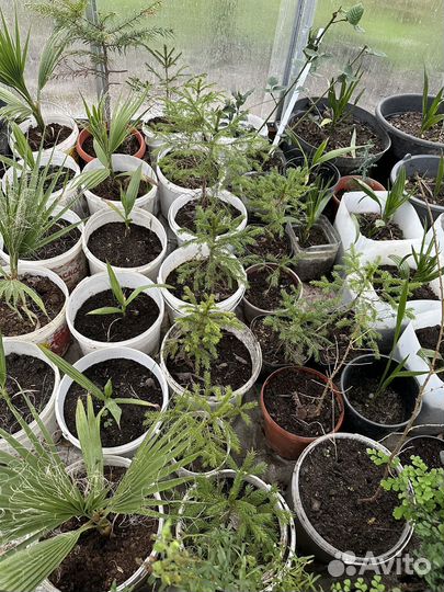 Рассада пальм и цветы