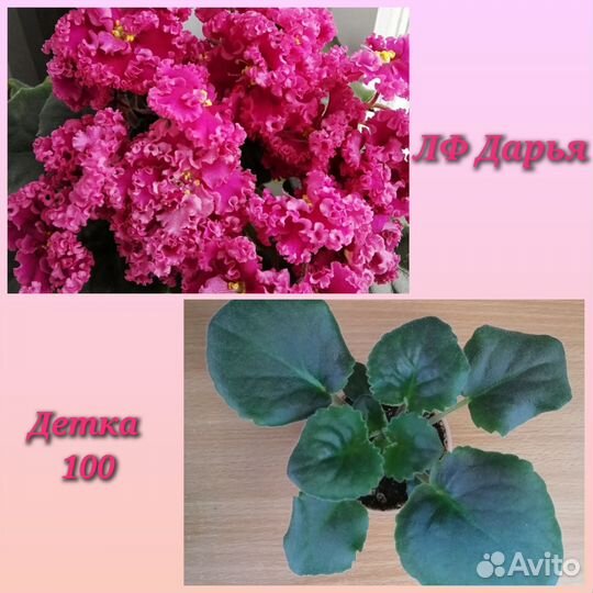 Детки сортовых фиалок