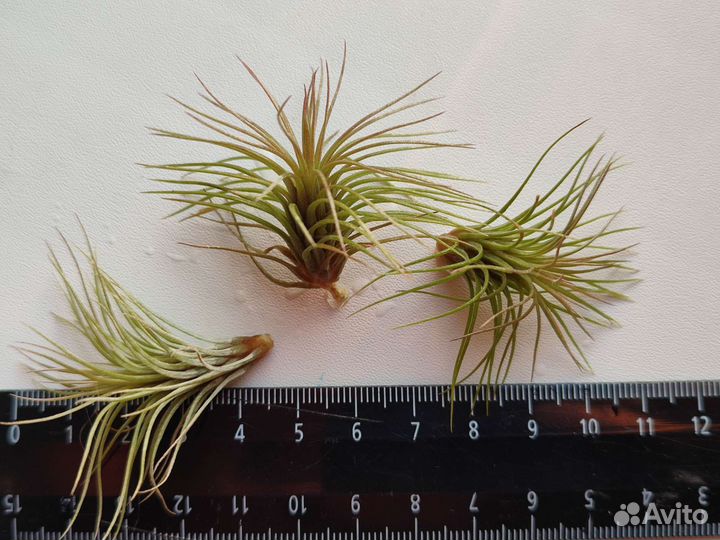 Тилландсия атмосферная фанкиана