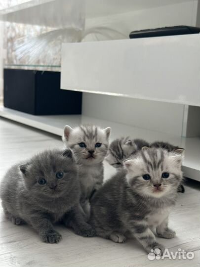 Шотландские котята