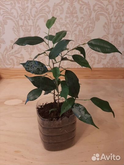 Фикус Даниель и Кинки