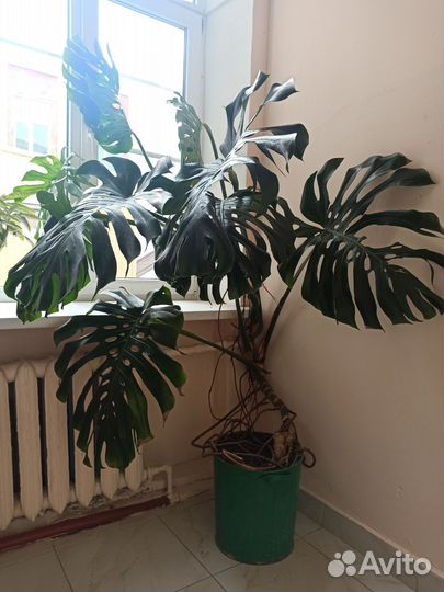 Диффенбахия