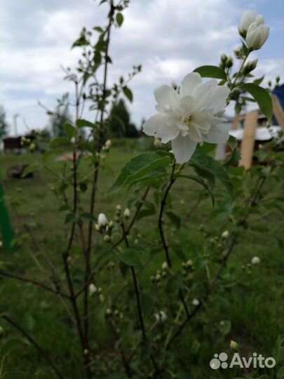 Чубушник махровый. Жасмин