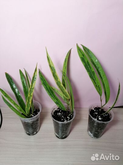 Комнатные растения