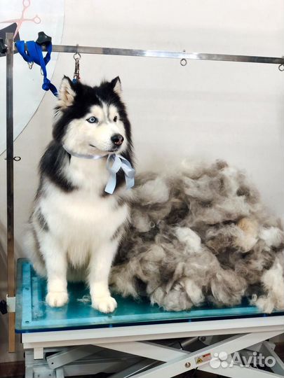 Мытье вычес (груминг) крупных пород собак