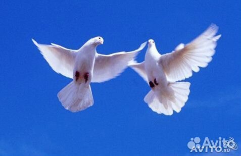 Удобрение для растений голубиный помет