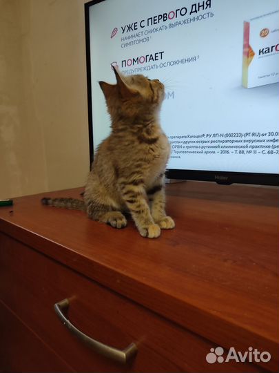 Британочка в добрые руки