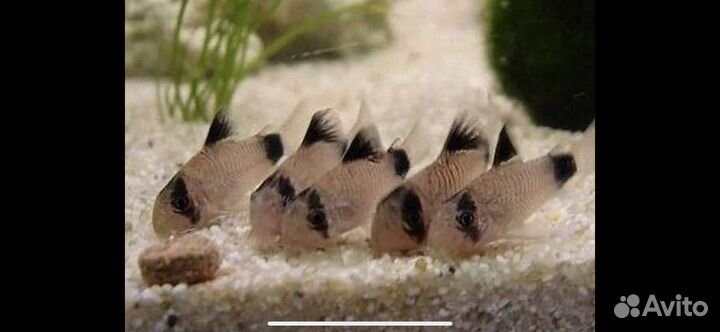 Сомики коридорасы Панда