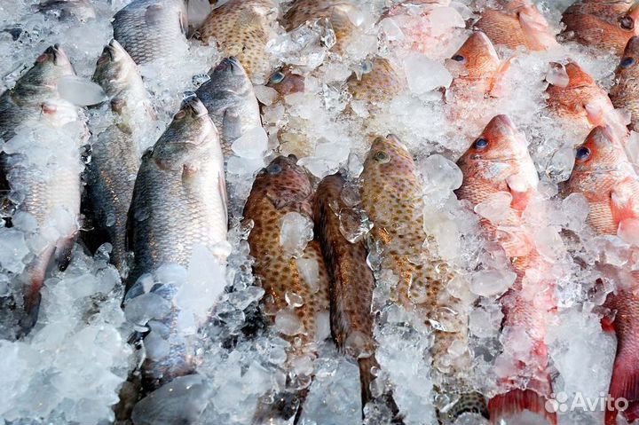 Готовый бизнес – рыбный магазин с прибылью