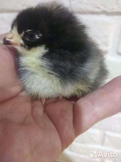 Цыплята Доминант