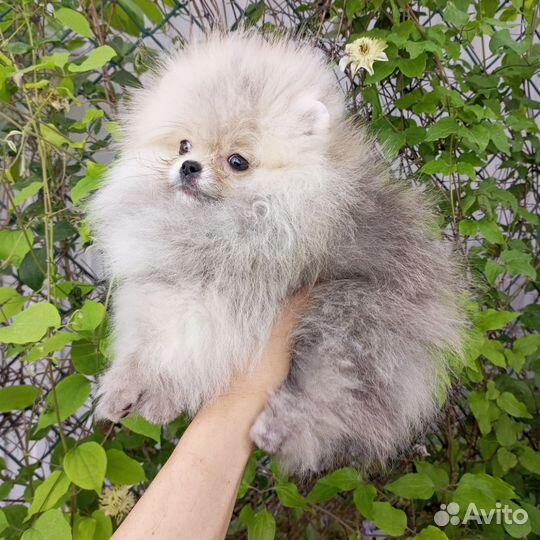 Померанский шпиц мини