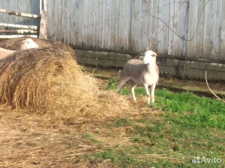 Катумский барашек на племя