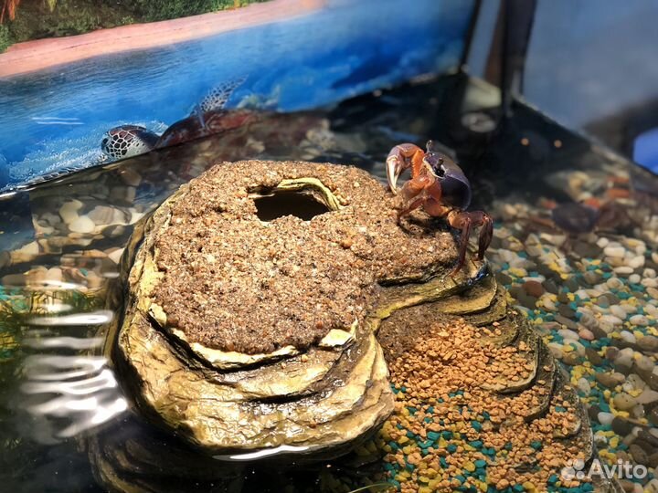 Аквариум террариум