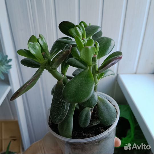 Разные суккуленты