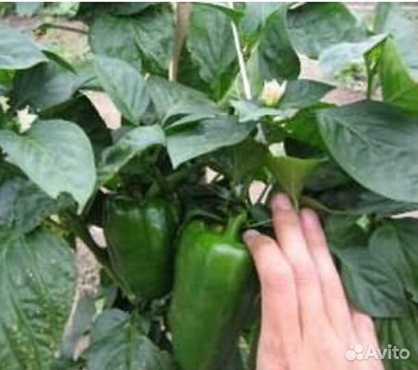 Рассада перцев