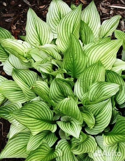 Хоста Second Coming, War Paint и др