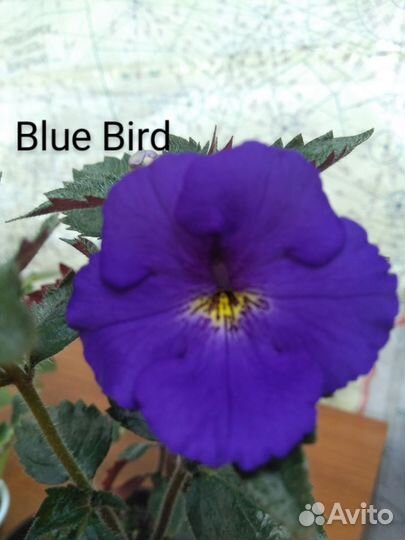 Ризомы ахименесов