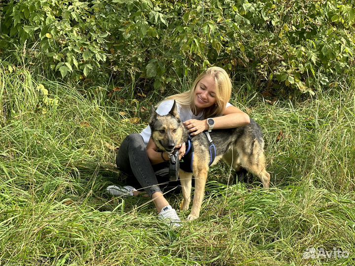 Самая лучшая собака из приюта ищет дом