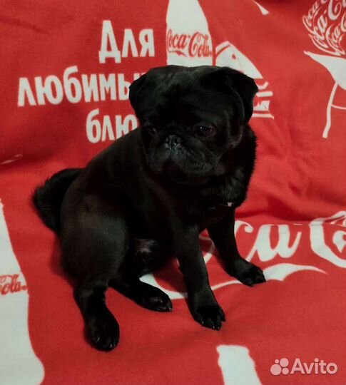 Вязка Мопс мальчик