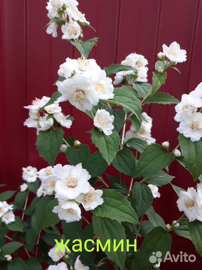 Кустарники