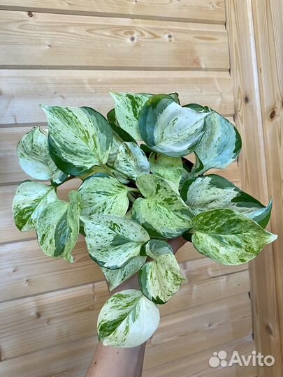 Сциндапсус хеппи лиф