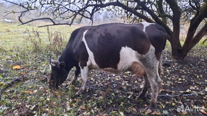 Корова дойная