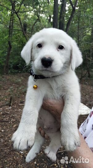 Раздадим 8 замечательных щенков