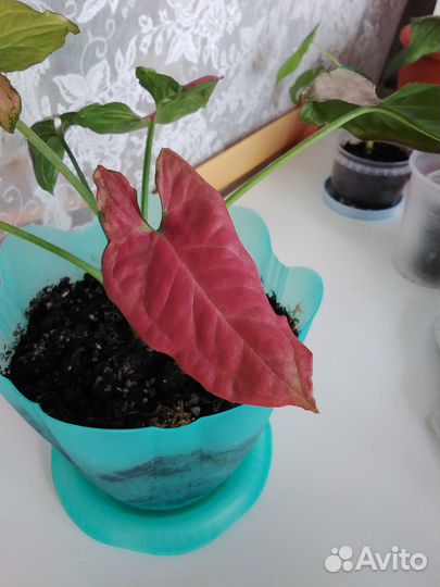 Сингониум Орн нак, Серый призрак, пальма