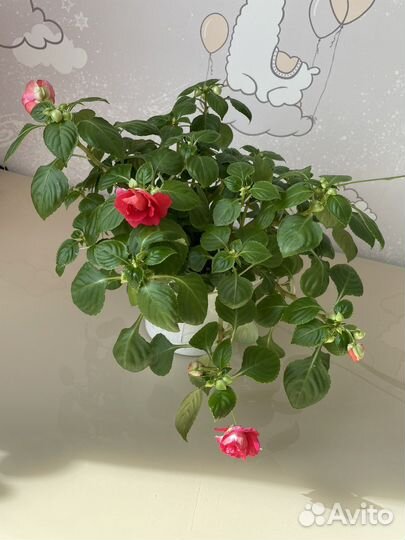 Бальзамин махровый