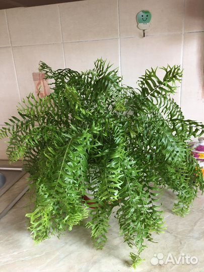 Папоротник 