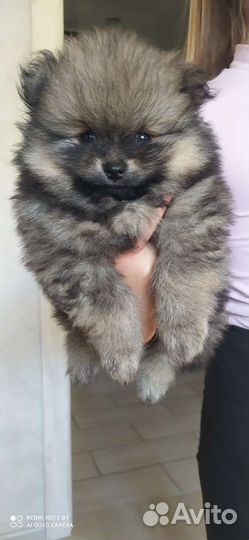 Померанский шпиц
