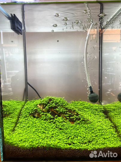 Обслуживание аквариумов