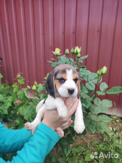 Щенки, Бигль