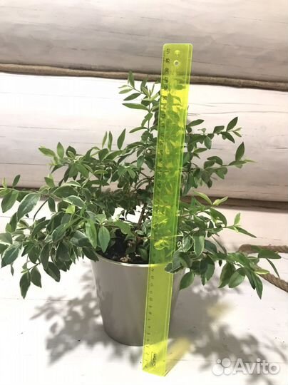 Мирт Лума, Тарентина, Боэтика, мирт вар, дерево