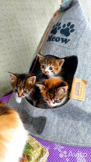 Кошка в дар