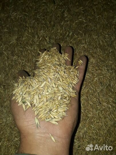 Овёс,пшеница,драбленка