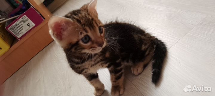 Бенгальский котенок