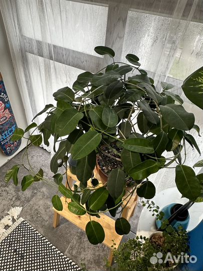 Стефанотис