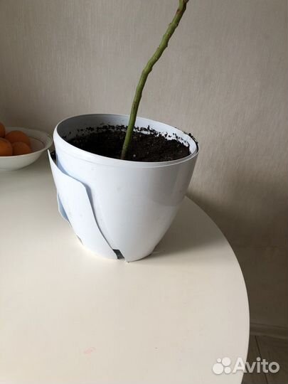 Авокадо дерево/комнатные растения/цветы