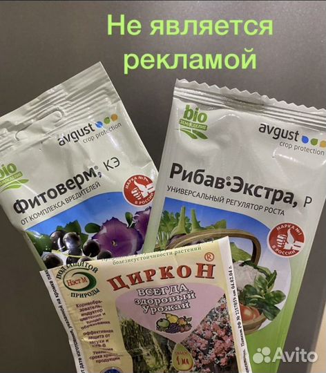 Хлорофитум кудрявый бонни