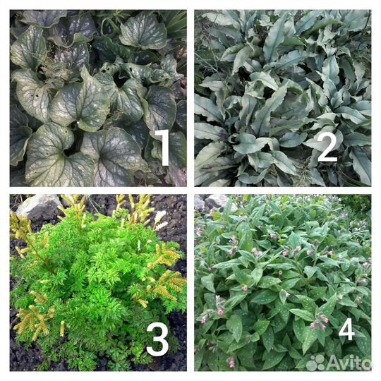 Многолетники для сада