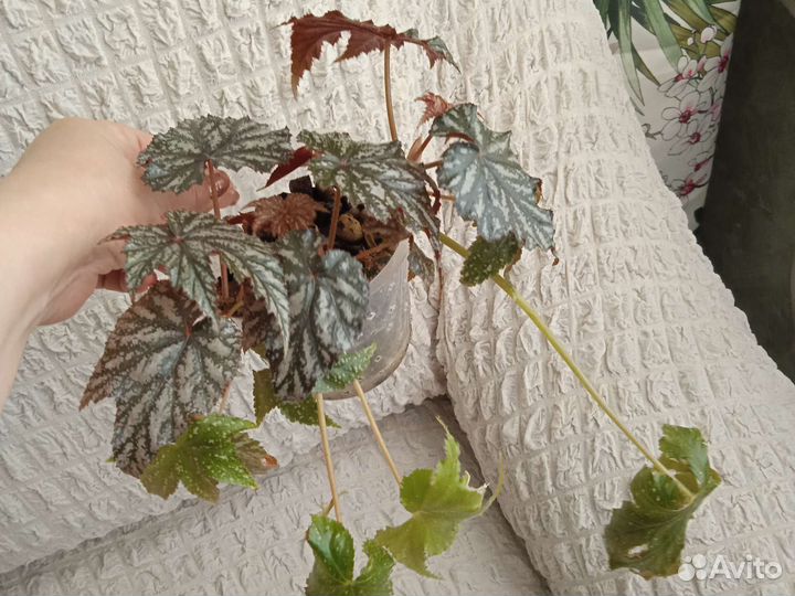 Домашние растения