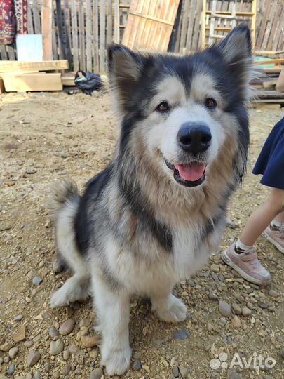 Щенки маламута