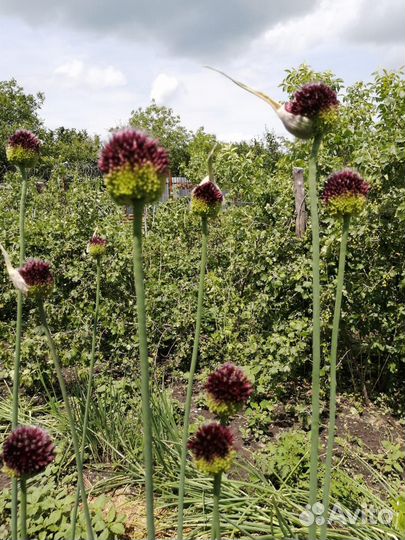 Лук декоративный