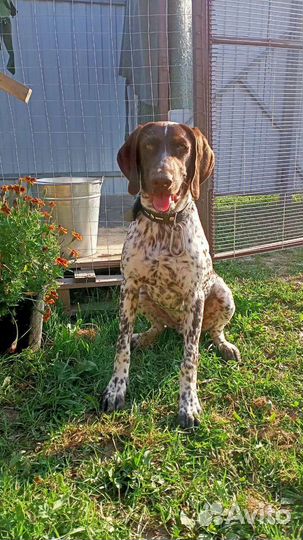 Курцхаар вязка