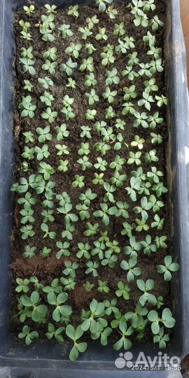 Семена Катальпы