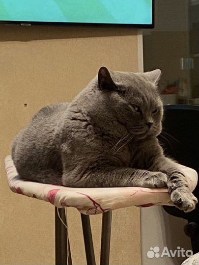 Британец вязка