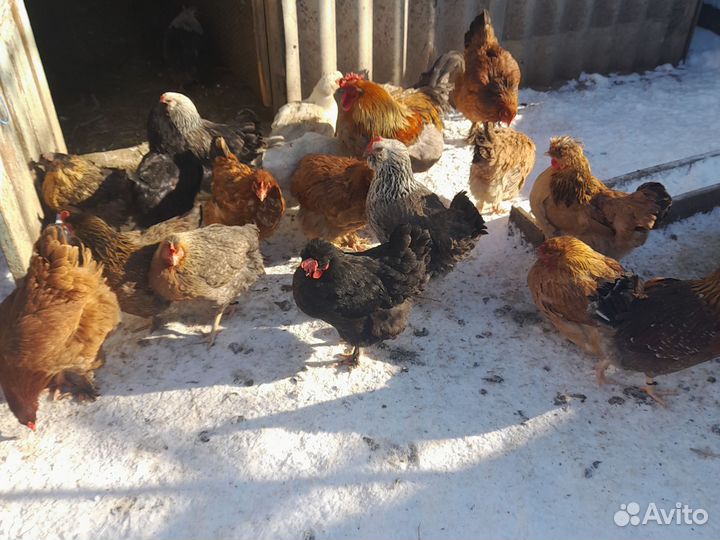 Яйца на инкубацию